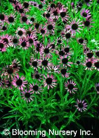 Echinacea tennesseensis 'Rocky Top'